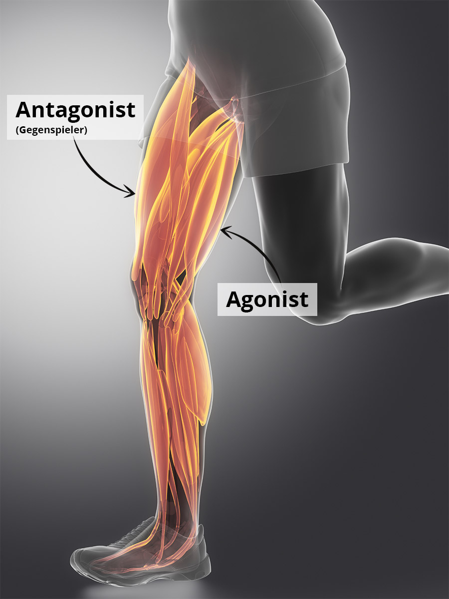 Agonist und Antagonist